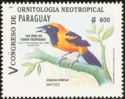 Orange-backed Troupial (Icterus icterus)